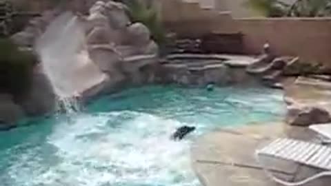 Dog loves the pool slide!