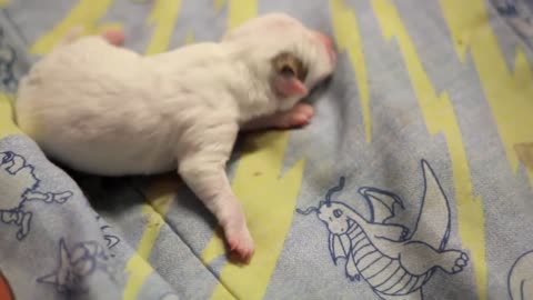 Baby newborn puppy crying loudly search the moom