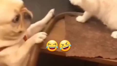 Funny fight 🤣