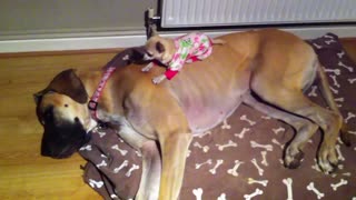 Tiny Chihuahua Sleeps On Top Of A Large Great Dane