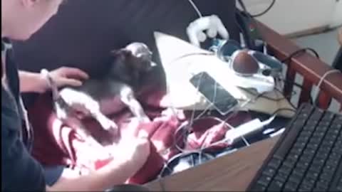 Dog Has Seizure on Live Stream