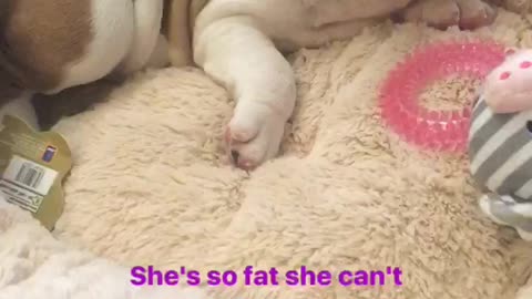 Bulldog puppy is so fat she can’t roll over