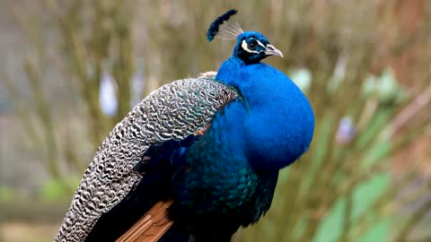 Peacock Bird Feather Plumage