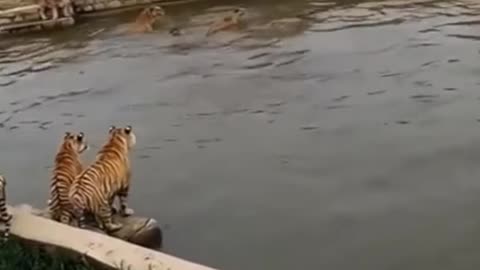 tigers_Animal_funny_videos_an d_a_duck_very_funny_#short