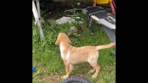 Puppy desperately wants to join kids on the trampoline