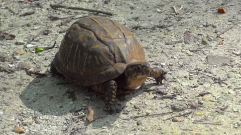 Free Box Turtle Stock Video