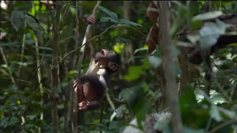 Baby Chimp Learning to climb