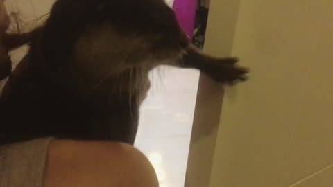An otter doesn't want to leave bedroom