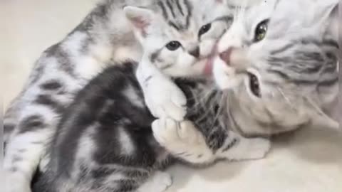 Cute cats video compilation 144