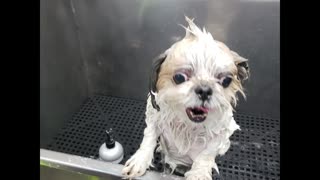 Rosie The Shihtzu Gets A Bath