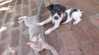 This Cat is Breastfeeding a Puppy Who Lost His Mother