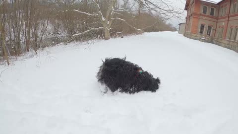 Puppy plays in the snow