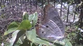 Maravilhosa borboleta filmada numa folha durante o vento [Nature & Animals]