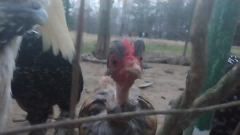 Goofy Little Naked-Neck Hen