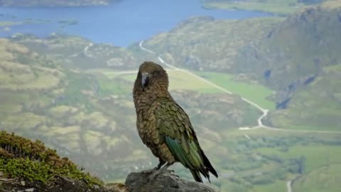 New Zealand’s Endangered Birds Find Refuge in Ancient Moa Habitats