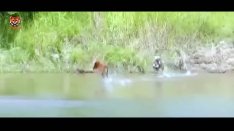 30 Moments Hunting And Chasing 14 Different Kinds Of Wild Animals _ Animal Fight