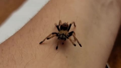 Chromatopelma cyaneopubescens (GBB) Out For A Stroll