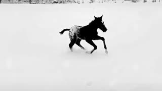 Foal in snow