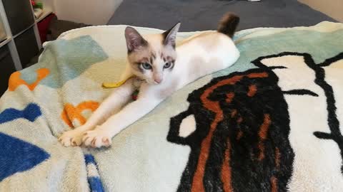 Cat Massage training on blanket