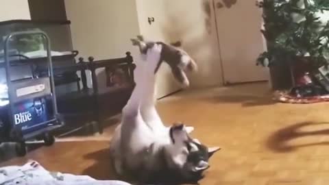 Funny video . Funniest cats and Dogs 🥰🥰🐶