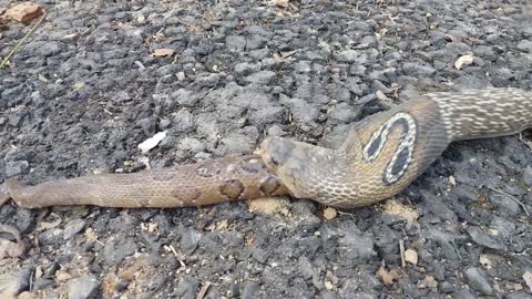 Rescued Snake Regurgitates