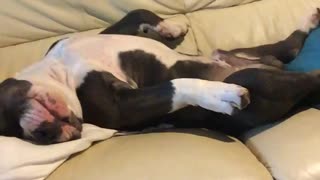 Amazing dog sleeping