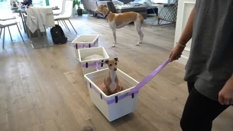 I Made A Train For My Dogs