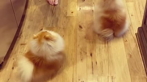 Cute Pomeranians do the daily routine to get treats