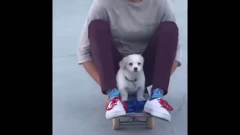 dogs cute skateboard