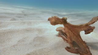 Adolescent Octopus Scuttles along Ocean Floor