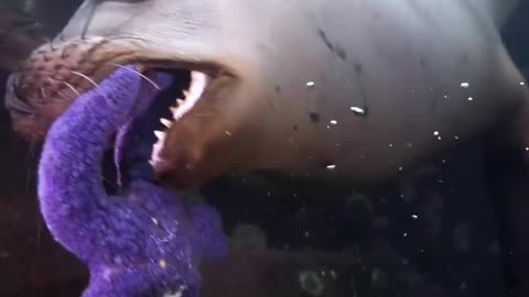Baby sea lions are the most beautiful creatures in the sea