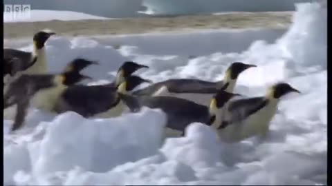 Emperor Penguins v Leopard Seal Blue Planet BBC Earth
