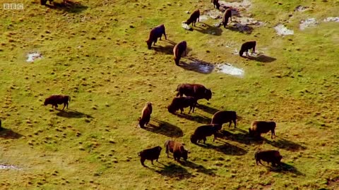 Deadly Buffalo Fight for the Females | Animal Attraction | BBC Earth