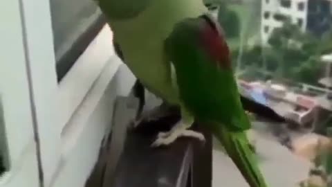 Sweet parrot Asking mummy open the door please