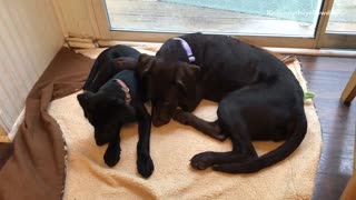 Small chocolate brown lab tries to wiggle its way from under its mother