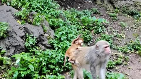Lovely baby monkey chasing mother to comfort