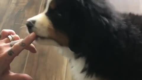 Puppy Introduced To Peanut Butter For The First Time