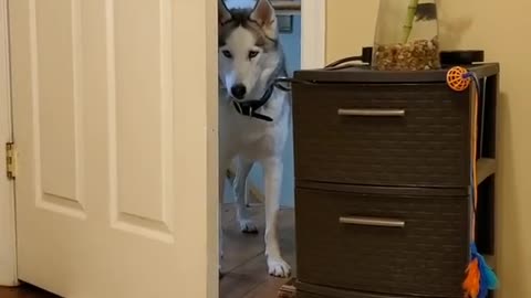 Sassy Husky Having a Tantrum