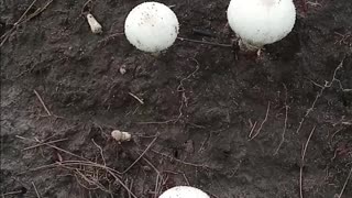 Puff Ball Mushroom