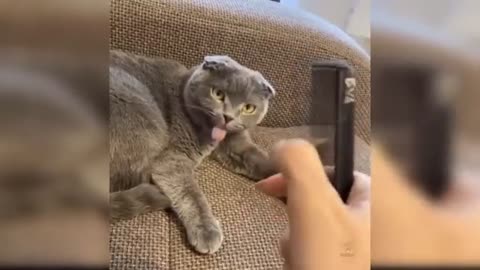 The funniest cats, it´s impossible not to laugh