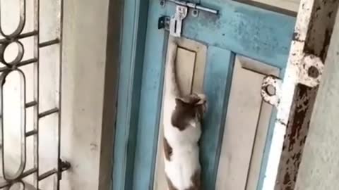 Clever Cute Cat Knocking The Door😻🐈😸..!!