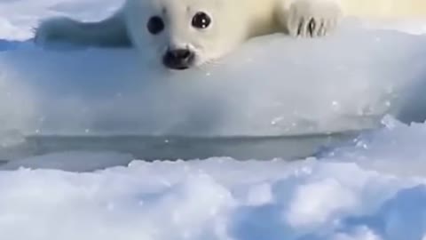 Two seals are cute. Are they husband and wife