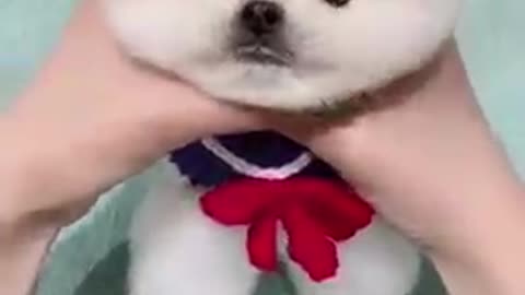 Cute baby dog