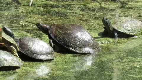 Turtles Sunning