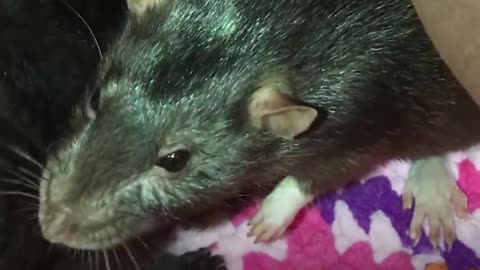 Rats Take Care of Rescue Kittens | The Dodo