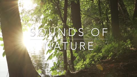 Sound Of Nature _ 15 Minute Meditation _ Calming Sounds OF Sunrise For Relaxation