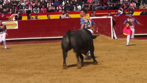 Amazing Agility of Spanish Trimmers