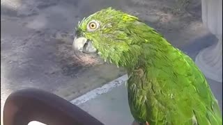 A cute parrot recite Holy Quran fluently