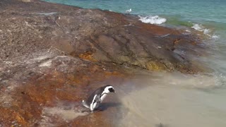 Cute Penguin playing at beach