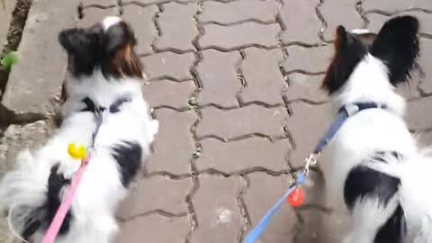 Two Papillon walking like butterfly